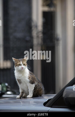 Londra, Regno Unito. 4 Luglio, 2017. Larry, chief mouser di 10 Downing Street, si rilassa sul cofano del motore di un veicolo Ministeriale durante la riunione di gabinetto. Credito: Mark Kerrison/Alamy Live News Foto Stock