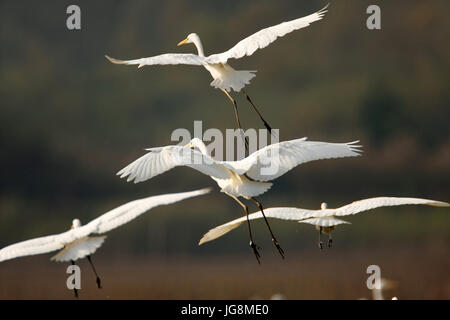 L'airone bianco maggiore da Crna Mlaka Foto Stock