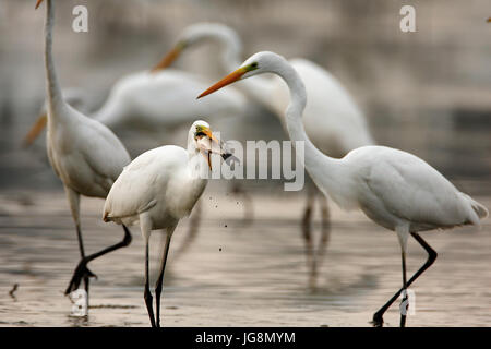 L'airone bianco maggiore da Crna Mlaka Foto Stock