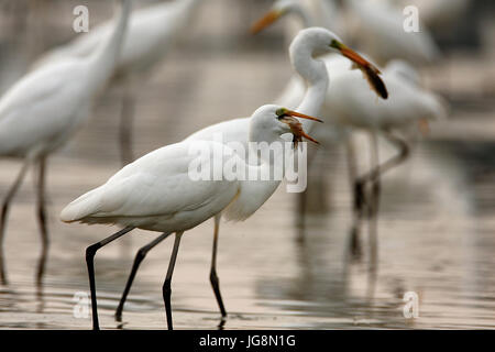 L'airone bianco maggiore da Crna Mlaka Foto Stock