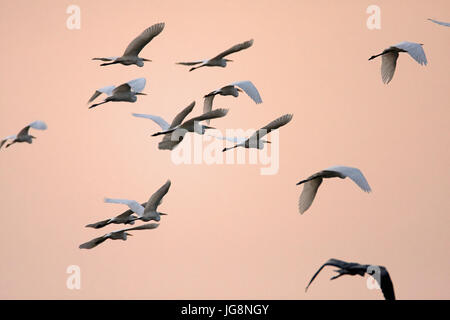 L'airone bianco maggiore in volo su sunset Foto Stock