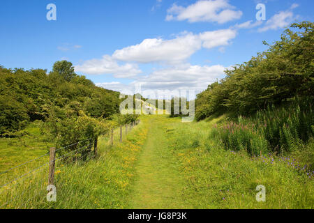 Un abbondanza di fiori di campo estivo a Kiplingcotes riserva naturale sulle Yorkshire wolds. Foto Stock