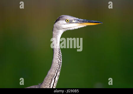 Giovane airone cenerino ritratto Foto Stock