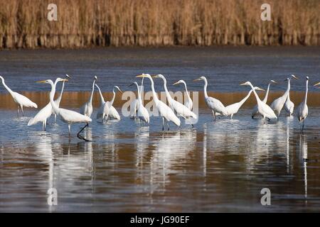 L'airone bianco maggiore da Crna Mlaka Foto Stock