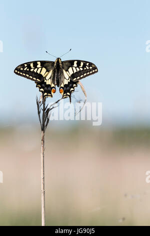 A coda di rondine (farfalla Papilio machaon ssp britannicus) su una levetta a lamelle in Norfolk England Regno Unito Foto Stock