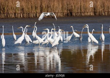 L'airone bianco maggiore da Crna Mlaka Foto Stock