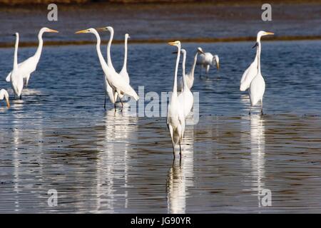 L'airone bianco maggiore da Crna Mlaka Foto Stock