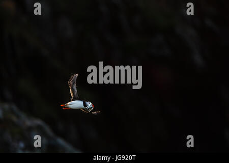 Un puffin (Fratercula actica) in volo portando cicerelli; Skokholm Island Pembrokeshire Wales UK Foto Stock