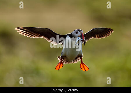 Un puffin (Fratercula actica) in volo portando cicerelli; Skokholm Island Pembrokeshire Wales UK Foto Stock