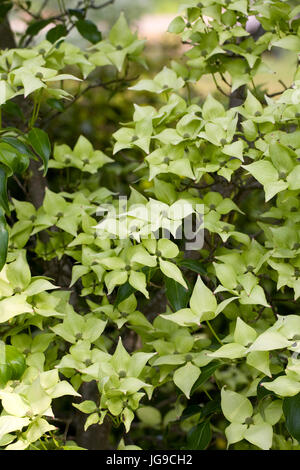 Cornus kousa 'Greensleeves' all'inizio dell'estate. Foto Stock