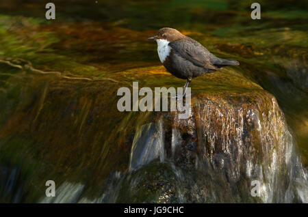 Cinclus cinclus Foto Stock