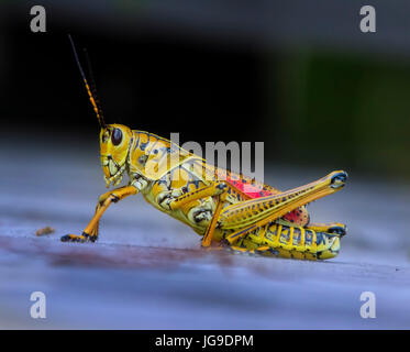 Un orientale gomma Grasshopper fotografato in Everglades della Florida. La gomma Grasshopper è uno dei più grandi cavallette e flightless. Foto Stock