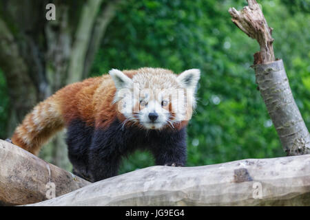 Panda rosso presi a Birmingham Centro faunistico in Selly Park, Birmingham Foto Stock