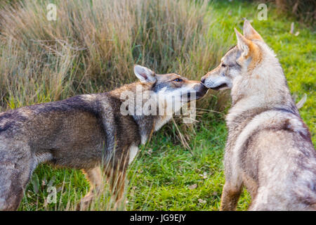 Wolfdog cecoslovacco Foto Stock