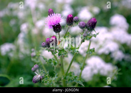 Thistle scozzese con un arancio volare sfondo sfocato close up Foto Stock