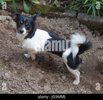 Un cane misti con Jack Russell e Papillon in la razza Foto Stock