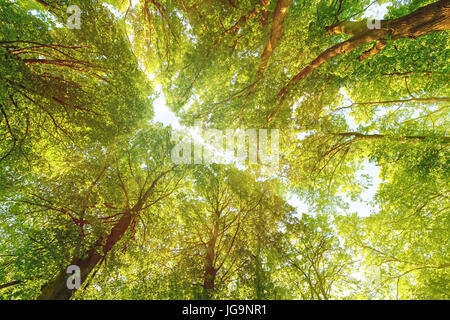 Il verde degli alberi e il blu del cielo sopra di voi con il sole che splende attraverso le foglie Foto Stock