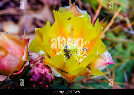 Honeybee al lavoro Foto Stock