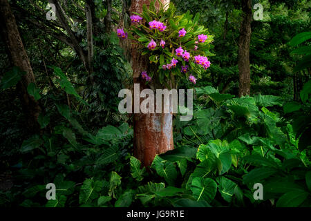 Orchid sull albero. Hoomaluhia Giardini Botanici Foto Stock