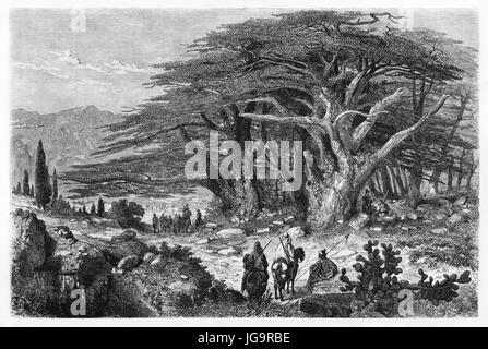 Vecchia illustrazione di cedro del Libano (Cedrus libani). Creato da Riou dopo Coignet, pubblicato in Le Tour du Monde, Parigi, 1861 Foto Stock