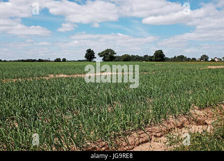 Snape Maltings Suffolk REGNO UNITO Giugno 2017 - Snape Maltings un centro di musica di arte e bellezza naturale eccezionale campo di cipolle rosse Foto Stock