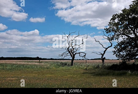 Snape Maltings Suffolk REGNO UNITO Giugno 2017 - Snape Maltings un centro di musica di arte e di eccezionale bellezza naturale Foto Stock