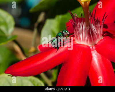 Ape verde a mangiare una Passiflora Foto Stock