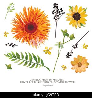 Fiore di vettore di elementi di raccolta: Diversi Fiori Foglie di Gerbera Cosmo Dahlia Daisy Girasole Hypericum fern ligustro berry foglia. Giallo arancione Gr Illustrazione Vettoriale