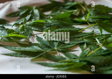 Essiccazione di foglie di marijuana per il tè Foto Stock