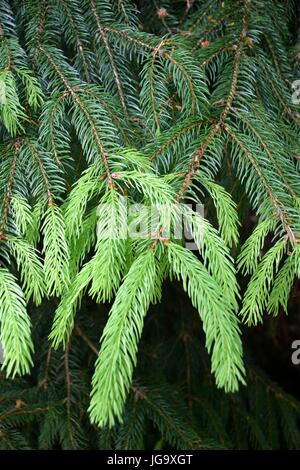 Fresco verde brillante giovani germogli di albero di abete rosso in una giornata di sole nel giardino in primavera Foto Stock
