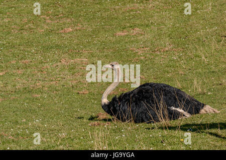 Struzzo, degli animali nel parco della natura di Cabarceno, Cantabria, Spagna, Europa Foto Stock