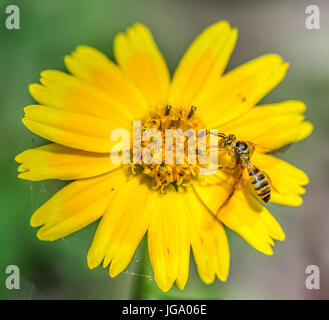 Piccolo wasp bee alimentazione su un giallo e fiore di arancia macro closeup Foto Stock