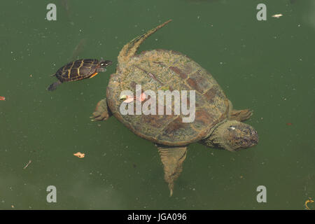 Scattare la tartaruga, Chelydra serpentina, e dipinto di turtle Chrysemys picta alimentazione sulle alghe sullo scatto della tartaruga indietro, Maryland Foto Stock