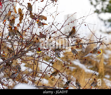 42,741.07552 una delirante stormo di uccelli -- Bohemian Waxwings -- alimentare con voracità su bacche rosse appena prima che il sole invernale imposta Foto Stock