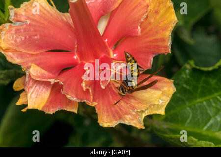 Wild wasp su un fiore mangiato da alcuni bug Foto Stock