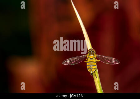 Episyrphus balteatus appoggiata su una foglia di pianta Foto Stock