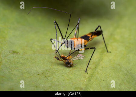 Zelus longipes Linnaeus noto anche come milkweed assassin bug di mangiare un bug Foto Stock