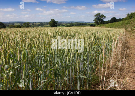 Campo di frumento Foto Stock