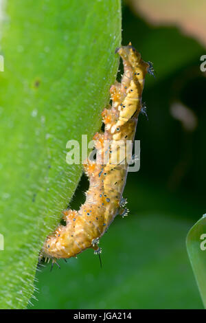 Caterpillar di "Hypna clitennestra" butterfly , dal Costa Rica Foto Stock