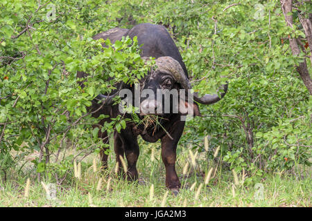 Bufalo africano ( Syncerus caffer ) pascolano sulle erbe verdi nel parco nazionale di Kruger Foto Stock