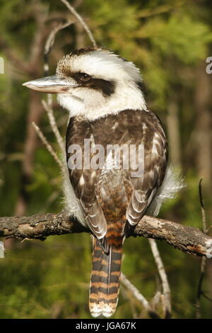 Ritratto di Kookaburra, (Dacelo novaeguineae), arroccato su un ramo d'albero, da dietro. Foto Stock