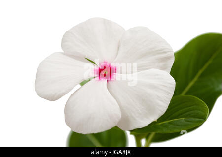 Fiore di pervinca isolato su bianco Foto Stock