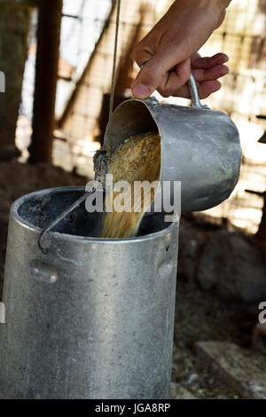 Primo piano di un giovane agricoltore caucasica uomo ripieno con mangime composto un alimentatore di metallo in un pollaio Foto Stock
