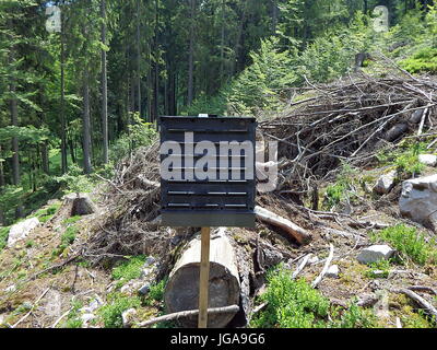 Nero trappole a feromoni di insetti, conservazione delle foreste, feromone trappola per il bostrico Foto Stock