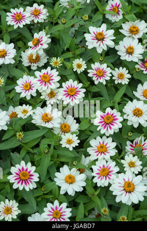 Zinnia hybrida. Zinnia marylandica " Zahara starlight rose' fiori Foto Stock