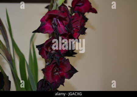 Profondo rosso borgogna espresso gladioli gladiola gladiolus sul singolo stelo con nero dettaglio iniziando ad appassire a causa di tempo caldo contro lo sfondo di crema Foto Stock