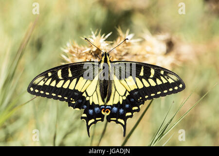 A coda di rondine di anice (Papilio zelicaon nectaring). Foto Stock