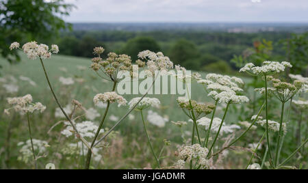 Il Porco torna vicino a Guildford nel Surrey Foto Stock