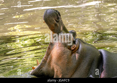 Immagine di un animale di grandi dimensioni ippopotamo in acqua ha aperto la sua bocca Foto Stock