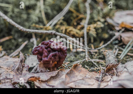 Fungo morel (Morchella esculenta) Foto Stock